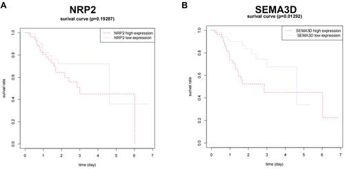 Figure 3 Correlation of NRP2 (A) and SEMA3D (B) expression with GC patient survival. COX analysis was performed to get an adjusted HR: (SEMA3D: P=0.01292; adjust HR=2.446, 95% CI 1.225–4.882), (NRP2: P=0.19287; adjust HR=1.313, 95% CI 10.6540–2.635).