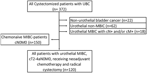 Figure 1. Flow chart of inclusion of all evaluated patients. UBC: Urinary bladder cancer. MIBC: Muscle-invasive bladder cancer. cT: Clinical staging of the primary tumor; cN: Clinical staging of regional lymph nodes; cM: Clinical staging of distant metastases.