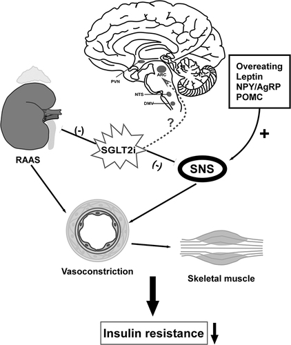 Figure 3 Regulation of neural pathway to attenuate muscular IR. Overeating and secretion of leptin increase sympathetic activity that induce IR of liver and skeletal muscle, so does overexpression of NPY. SGLT2i downregulates SNS by decreasing leptin, norepinephrine (NE) and NYP. SGLT-2i affect the sympathetic outflow of sympathetic preganglionic neurons to the intermediolateral nucleus of spinal cord (IML), thereby promoting parasympathetic activity of liver to improve hepatic glucose regulation and insulin sensitivity. Also, SGLT2i improves IR via suppression of renal RAAS component expression such as AT1R. Whether or to what extent SGLT2i act on neurons in the brain directly require further exploration. Down arrow: decrease; (-): inhibit; (+): promote.
