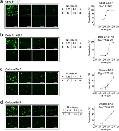 Figure 7 Nb-H6 inhibits SARS-CoV-2 variant pseudovirus infection. The SARS-CoV-2 variant spike pseudotyped GFP-luciferase lentivirus was incubated with different concentrations of Nb-H6 for 1 hour and subsequently infected HEK293-hACE2 cells for 6 hours to allow virus entry. Representative fluorescence images and dose-response curve for Nb-H6 neutralization of SARS-CoV-2 variants Alpha B.1.1.7 (a), Delta B.1.617.2 (b), Omicron BA.2 (c), and Omicron (BA.5) (d) pseudovirus at 48 hours post-infection. The scale bar in each image represents 200 μm. The IC50 was calculated using a four-parameter logistic curve. Data are shown as mean ± SD (n =3).