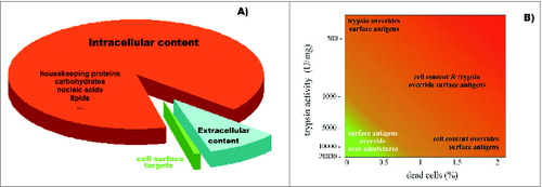 Figure 4. Diagram representing (A) the relative ratio of surface targets that are accessible for humoral and cytotoxic immunity, and the remaining cellular content that is undesired for preparation of cell-based vaccines; and (B) the effects of trypsin impurities and cell death rates on the preparation of cell surface antigens. The lighter region in the lower left corner represents conditions where cell-surface antigen preparations are compatible with the preparation of SANTAVAC vaccines. Trypsin purity is reflected by the levels of enzymatic activity. Adapted from Lokhov.Citation40