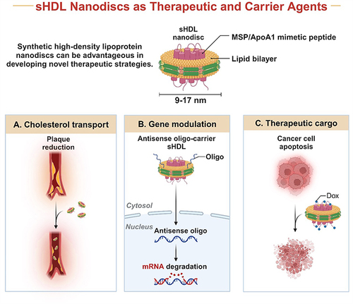 Figure 9 Applications of Synthetic High-Density Lipoprotein (sHDL) Nanodiscs in Medical Therapeutics: (A) Cholesterol Transport: Illustrates the role of sHDL nanodiscs in cardiovascular health, specifically in the transport of cholesterol away from plaque sites within arteries, thereby contributing to plaque reduction and the prevention of atherosclerosis, (B) Gene Modulation: Depicts the use of sHDL nanodiscs as carriers for antisense oligonucleotides (Oligo), demonstrating their potential in gene therapy. By delivering these oligonucleotides into cells, sHDL nanodiscs can facilitate the degradation of target mRNA in the cytosol, offering a method for modulating gene expression in various diseases, (C). Therapeutic Cargo Delivery: The application of sHDL nanodiscs in cancer therapy by delivering therapeutic agents, such as doxorubicin (Dox), directly to cancer cells. This targeted delivery mechanism can induce apoptosis in cancer cells, highlighting the potential of sHDL nanodiscs in enhancing the efficacy and specificity of cancer treatments. Created with BioRender.com.