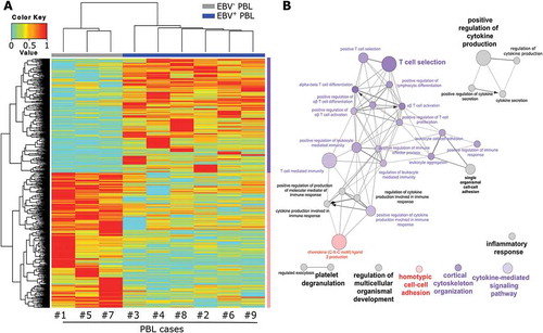 Figure 1. Molecular profiling and pathways analysis in EBV+ and EBV− plasmablastic lymphomas.Unsupervised hierarchical clustering of 1213 genes detected as differentially expressed in EBV− (n = 3, grey bar) and EBV+ (n = 6, blue bar) PBL. The color bar denotes z-score adjusted expression values, cyan used for lower expression and red for higher expression levels. Data are represented in a grid format in which each column represents a single patient, and each row a single gene. The dendrogram shows the degree to which the expression pattern of each gene is correlated with that of the other genes (A). Functional network of the differentially expressed genes between EBV− and EBV+ PBL, using the GO ‘Biological Process’ terms. The node circle size represents the number of genes in the pathway and the node circle colors (pink and purple) correspond to the genes clustering (genes up-regulated in EBV− or EBV+ PBL respectively) (B).