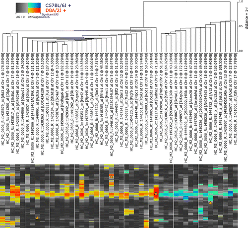 Figure 4  Cluster QTL map on chromosome 5 for the 47 co-correlates of Gabra2. Notice the strong hotspot on chromosome 5 indicating most of these genes share a common trans-QTL. Colors are used to encode the significance of the LRS (brightness), as well as the additive effect of polarity of alleles at each marker (red or blue color). The red box denotes the locus of Gabra2 on chromosome 5.