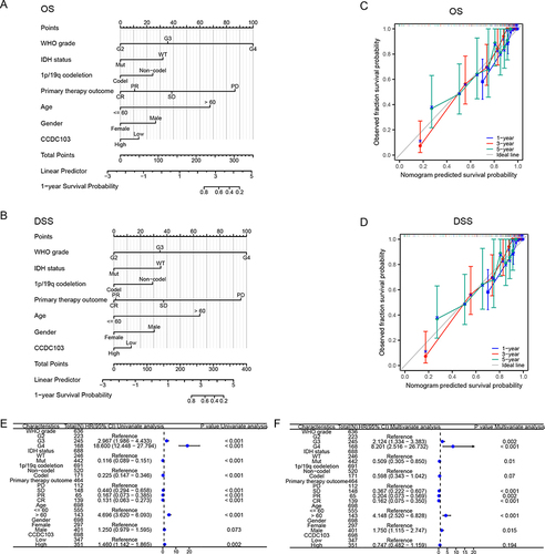 Figure 4 Construction a nomogram to evaluate the prognosis of CCDC103 in glioma. (A and B) Construction of a nomogram to evaluate the survival in patients with glioma. (C and D) The calibration curve used to analyze the TCGA-glioma cohort for OS and DSS. (E and F) Univariate and multivariate regression survival model of prognostic covariates in patients with glioma.