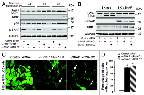 Figure 1. siRNA-mediated downregulation of αSNAP alters the autophagic flux. (A) SK-CO15 cells were transfected with either control or two different αSNAP-specific siRNA duplexes (D1 and D2). Expression of αSNAP and autophagic markers, LC3, NBR1 and p62 in total-cell lysates was determined by immunoblotting. (B) siRNA depletion of αSNAP was performed in either control SK-CO15 cells (SK-neo) or cells with stable expression of siRNA-resistant bovine αSNAP (SK-αSNAP). Expression of αSNAP and autophagic markers in cell lysates was determined by immunoblotting 48 h post-transfection. (C and D) HeLa-GFP-LC3 cells were transfected with either control or αSNAP-specific siRNAs and formation of autophagosomes was visualized by confocal microscopy analysis of GFP fluorescence in fixed cells 72 h post-transfection. Data in this and other figures are presented as mean ± SEM of three independent experiments. *p < 0.001 compared with control siRNA-transfected cells. Scale bar, 20 µm.
