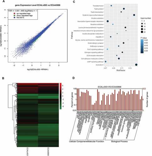 Figure 8. RNA-seq analysis for the ECA-109 cells with/without circ0043898 overexpression treatment. A. Dot graph for the up-regulated and down-regulated differentially expressed genes. B. Cluster graph for the up-regulated and down-regulated differentially expressed genes. C. Pathway enrichment for the significant differentially expressed genes. D. GO functional analysis for the differentially expressed genes.