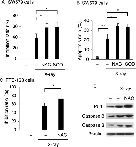 Figure 2. ROS exert protective effects in X-ray-irradiated TC cells. NAC and SOD reduced viability of X-ray-treated cells (A) and enhanced X-ray-induced apoptosis (B) in SW579 cells. (C) NAC reduced viability of X-ray-treated FTC-113 cells. SW579 or FTC-113cells were pretreated with NAC (5 mM) or SOD (500 U/mL) for 2 h and subsequently treated with 6 Gy X-ray. (A and C) Cell viability was analyzed at 24 h post-irradiation by MTT assay. (B) The percentage of apoptotic cells was measured by FACS with Annexin V and PI staining at 24 h post-irradiation. Annexin V-positive cells were considered as apoptotic. Results are expressed as mean ± SD (n = 3). *P < 0.05. (D) The levels of apoptosis-related proteins and P53 in SW579 cells after X-ray irradiation and NAC treatment were measured by western blot.