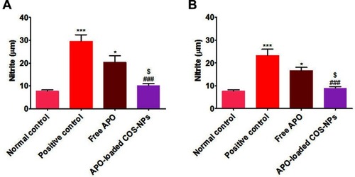 Figure 11 Levels of NO in rats’ gastric tissues following (A) concurrent induction and treatment regimen and (B) post-treatment regimen.Notes: Data are mean ± SEM (n=6). *p<0.05 and ***p<0.001 vs normal control group. ###p<0.001 vs positive control group. $p<0.05 APO-loaded COS-NPs (F4) treated group vs free APO treated group.Abbreviations: APO, apocynin; COS, chitosan oligosaccharide; NO, nitric oxide; NPs, nanoparticles; SEM, standard error of the mean.