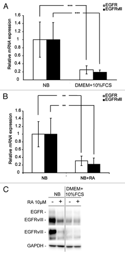 Figure 2. EGFR and EGFRvIII are downregulated in GBM neurosphere cells upon differentiation. Q-RT-PCR analyses showing downregulation of EGFR and EGFRvIII mRNA in GBM neurosphere cells upon (A) serum exposure and (B) RA treatment. Q-RT-PCR reactions are presented as mean mRNA expression ± SD. Statistical significance was calculated using the Student two-sided t test. ***P < 0.005 and **P < 0.01. (C) WB showing downregulation of EGFR and EGFRvIII protein after exposure to serum or RA.