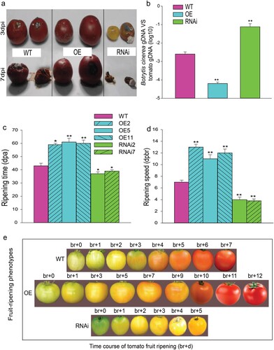 Figure 10. Overexpression of SlMX1 extends shelf-life of tomato fruit. (a) Accumulation of anthocyanins in SlMX1 OE tomatoes (Solanum lycopersicum) reduces susceptibility to Botrytis cinerea. Symptoms of sprayed tomatoes fruits of WT, SlMX1 OE, and RNAi lines after inoculation with B. cinerea B05.10. (b) Quantitative PCR revealed more B. cinerea growing on the regions of RNAi fruits than regions on WT fruits, whereas few B. cinerea growing on the regions of SlMX1 OE fruits compared with those on WT fruits at 3- and 7-day post-inoculation (dpi). B. cinerea growth has been calculated by comparing the ratio of B. cinerea DNA to tomato DNA. Error bars + standard error of the mean (SEM) (n ≥ 3). *P < 0.05; **P < 0.01, compared with control WT regions under natural light at mature ripening stage. (c) Overexpression of SlMX1 delays fruit ripening in tomato. Average initiation time of ripening in WT, SlMX1 OE, and RNAi lines. (d) Ripening speed (dpbr, days post breaker to the ripening) in WT, SlMX1 OE, and RNAi lines. Values are mean values AE SD of three biological repetitions. Single (*P < 0.05) and double (**P < 0.01) asterisks denote statistically significant differences between the transgenic and wild-type lines. (e) Fruit-ripening phenotypes, the time course of tomato fruit ripening, (br + d) in WT, SlMX1 OE, and RNAi lines. Data are the mean values ± SD of at least 10 individual fruits. The asterisks indicate statistically significant differences between transgenic and WT fruits (*P < 0.05, **P < 0.01).