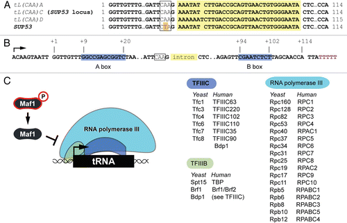 Figure 1 tRNA genes and the transcriptional machinery. (A) Alignment of three of ten wild-type budding yeast genes in the tL(CAA) tRNA gene family (also called the Leu3 family). The leucine anticodon is boxed and the intron is yellow. The genes are identical in their coding sequences. Also shown is the sequence of SUP53, which results from an A to T mutation (orange) in the anticodon of the wild-type tL(CAA)C gene. SUP53 is a leucine-inserting amber suppressor. (B) Sequence of tL(CAA)C showing the locations of the A and B boxes (blue), which are bound by TFIIIC. Transcription initiates at the arrow. The terminator is a run of five T residues (purple) just downstream of the coding region. (C) The core components of the tRNA gene transcriptional apparatus in budding yeast and their human counterparts (tabulated).Citation4–Citation6
