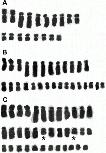 Figure 2  The karyotypes of three Brachyscome species of different ploidy levels. A, B. longiscapa 2n=18 (AK 233220). B, B. aff. sinclairii 2n=28 (G148/00). C, B. humilis 2n=36 (G18306). The chromosomes of B. humilis that do not appear to have obvious homologues are indicated by ★.