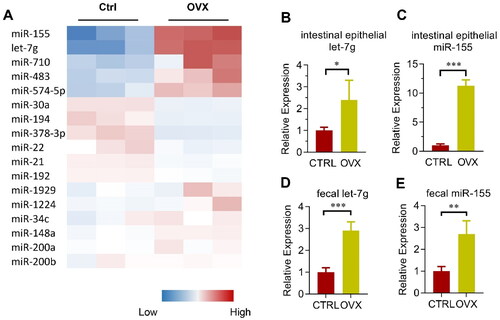 Figure 3. Involvement of miRNAs in microbiota remodeling in OVX mice. (A) Heatmap of the most abundant miRNAs expressed in the colon epithelium in control and OVX group. The color represents the normalized mean –dCt relative to internal control U6 in each mouse, with three mice in each group. (B, C) Validation of miR-155 (B) and let-7g (C) expression in the colon epithelium of control and OVX mice. Data are expressed as mean ± SEM of at least 3 biological replicates per group. (D, E) Relative expression of miR-155 (D) and let-7g (E) in the feces from the cecum of both control and OVX mice. Data are expressed as mean ± SEM of at least three biological replicates per group. *p < .05, **p < .01, ***p < .001.