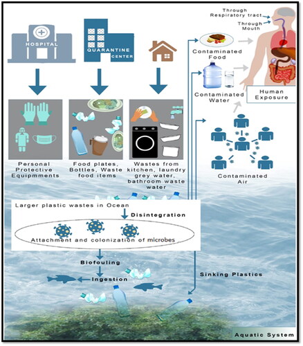 Figure 1. Diagram illustrating possible pathway of microplastic pollutants from terrestrial sources to aquatic ecosystem.