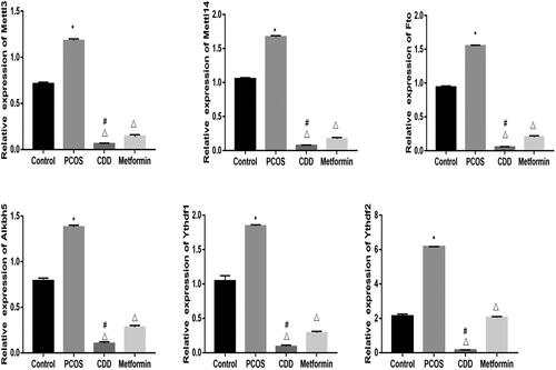 Figure 10. Effect of CDD on the m6A gene in the ovarian tissue of PCOS rats. The expression of m6A genes including Mettl3, Mettl14, Fto, Alkbh5, Ythdf1, and Ythdf2. Data are shown as means ± SD (n =10), and data between multiple groups were compared by one-way ANOVA. Compared with the normal group, *p < 0.05; compared with the PCOS group, △p < 0.05; compared with the metformin group, #p < 0.05.