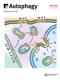 Cover image for Autophagy, Volume 18, Issue 1, 2022