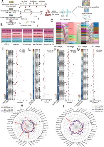 Figure 1. Preferential V Gene Segments Usage of BCR in SARS-CoV-2 Infection and Vaccination. (A) Schematic overview of the 10X Genomics single-cell V(D)J sequencing process. The global BCR repertoire characterization in different nature of SARS-CoV-2 exposure. (B)The distribution of the top 5 paired heavy and light chains in SARS-CoV-2-infected (Inf.Grp.), healthy (Hlty.Grp.), vaccinated healthy (Vac.Hlty.Grp.), vaccinated recovered (Vac.Rec.Grp.) and unvaccinated recovered groups (Unvac. Rec.Grp.). (C) Sankey diagram shows total BCR-specific heavy and light VJ pairs that occurred more than once. (D–G) The frequency and differential analysis of VH gene segments between healthy and infected groups (D), healthy and vaccinated healthy groups (E), vaccinated healthy and infected groups (F), unvaccinated recovered and vaccinated recovered groups (G). The colours represent the p-value of the significant positive or negative. Red: p < 0.05, grey: p > 0.05. Fisher’s exact test, p-value less than 0.05, was considered to be statistically significant. (H) The polar plot shows the relative changes of VH genes usage in SARS-CoV-2-infected (Inf.Grp), vaccinated1st.15d healthy (Vac1st.15d.Hlty.Grp.) vaccinated1st.28d healthy (Vac1st.28d.Hlty.Grp.), vaccinated2nd.28d healthy (Vac2nd.28d.Hlty.Grp.)and vaccinated3rd.28d healthy(Vac3rd.28d.Hlty.Grp.) groups. The VH gene usage proportion of the healthy group (Hlty.Grp.) was considered as the baseline. The relative changes in VH gene usage were calculated by the following method: the proportion of VH gene at a certain time point minus above the baseline. (I) The polar plot shows the relative changes of VH genes usage in vaccinated1st.0d recovered (Vac1st.0d.Rec.Grp.), vaccinated1st.15d recovered (Vac1st.15d.Rec.Grp.), vaccinated1st.28d recovered (Vac1st.28d.Rec.Grp.) and unvaccinated recovered (Unvac.Rec.Grp.) groups. The calculation method of relative changes in VH genes usage was the same as in Figure 1(H).