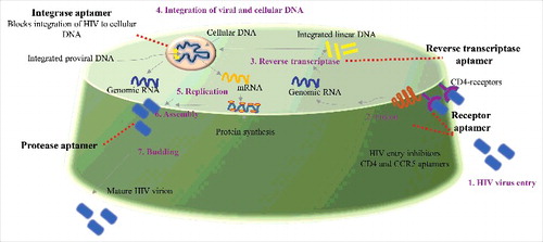 Figure 2. General layout of potential HIV aptamers: The whole cycle of HIV infection and replication consist of seven steps or stages (binding, fusion, reverse transcription, integration, replication, assembly and budding) called as “the HIV life cycle”. Aptamer targeted for different stages of HIV and its potential use for development of anti HIV medicines to treat HIV infection hold great significance.