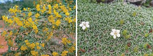 Figure 8. Species of two genera in which Quaternary speciation occurred in Australia and New Zealand. Left: Acacia daphnifolia (Photographic credit: Bruce Maslin, Western Australian Herbarium); right: Myosotis glabrescens (photographic credit: Heidi Meudt; CC BY 4.0. Te Papa (WELT SP108859)).