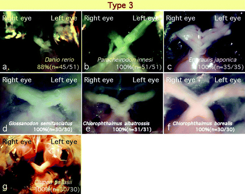 Figure 5.  Of the 25 species examined, 7 species showed a type 3 chiasm. In these species, almost all individuals showed no laterality within the optic chiasm and the optic nerve fibres crossed in a complex manner.