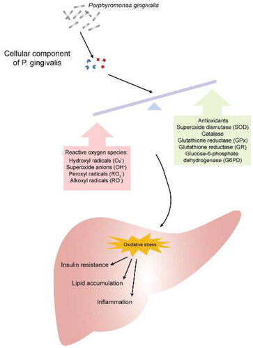 Figure 4. Porphyromonas gingivalis infection Accelerates the process of ROS production promoting insulin resistance and metabolic disorders.