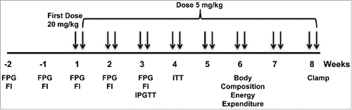 Figure 1. Experimental Paradigm. Twenty male wild-type and 20 SUR-1 −/− mice were randomized to treatment with XMetD or control antibody. Fasting plasma glucose (FPG) and fasting insulin (FI) were measured weekly before and during the first 3 weeks of treatment. Body composition and energy expenditure were measured after 6 weeks of treatment (n = 5 per group) and a hyperinsulinemic euglycemic clamp was performed at 8 weeks (n = 5 per group).