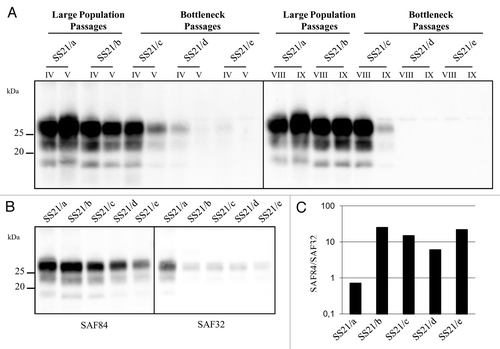 Figure 3. Evolution of PrPSc in SS21. (A) western blot analysis of PrPres from SS21-derived populations, as indicated. PrPres from different PMCA rounds (roman numbers) were analyzed using antibody SAF84, showing a progressive loss of PrPres in SS21/d and SS21/e and an upward shift in SS21/a. (B) Epitope mapping of PrPres from SS21-derived populations, analyzed in replica blots probed with antibodies SAF84 and SAF32, as indicated. (C) Graph depicting the SAF84/SAF32 antibody ratio (y axis, log scale) for samples shown in panel B. SS21/a had a lower ratio than the other populations, indicating partial retention of the SAF32 epitope.