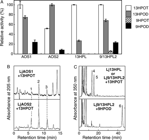 Figure 2.  Substrate specificities (A) and product specificities (B, C) of recombinant CYP74s derived from L. japonicus. The hydroperoxide-decomposing activity was determined spectrophotometrically with 13-hydroperoxy-(Z,E,Z)-9,11,15-octadecatrienoic acid (13HPOT), 13-hydroperoxy-(Z,E)-9,11-octadecadienoic acid (13HPOD), 9-hydroperoxy-(E,Z,Z)-10,12,15-octadecatrienoic acid (9HPOT), or 9-hydroperoxy-(E,Z)-10,12-octadecadienoic acid (9HPOD). The highest activity for each enzymatic activity, 1.66 (LjAOS1), 3.62 (LjAOS2), 2.16 (Lj13HPL), or 11.8 (Lj9/13HPL2) µkat ml−1, is set as 100%, respectively. For analysis of products, HPLC for detection of AOS products (B) or of HPL products (C) was carried out as in Method section, and the representative chromatograms are shown. The profiles of products formed from Lj13HPL and Lj9/13HPL2 from 13HPOT were essentially same, then, only one chromatogram is shown. Peaks 1; γ-ketol, 2; α-ketol, 3; OPDA, 4; 12-oxo-(Z)-9-dodecenoic acid, 5; (Z)-3-hexenal, 6; (Z)-3-nonenal.