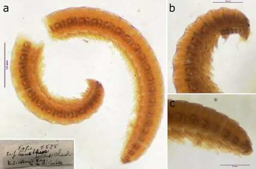 Figure 2. Holotype of Siphonethus bellus Chamberlin, Citation1920 (MCZ4878), photographs by Laura Leibensperger (MCZ). (a) Habitus, lateral view. (b) Head and anterior body-rings, lateral view. (c) Preanal ring and posterior body-rings, lateral view.