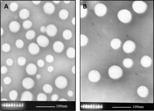 Figure 1.  Transmission electron micrographs of DiR-loaded nanoparticles (NPs/DiR) (A) andOL-conjugated nanoparticles (OL-NPs/DiR) (B). (Bar = 100 nm)