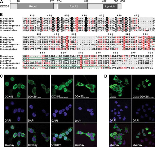 Figure 4. The C-terminal region of DDX55 contains a nuclear localization signal. (A) Schematic overview of DDX55. Amino acid numbers corresponding to specific domain boundaries (www.uniprot.org) are given above. (B) The amino acid sequences of human DDX55 and its homologues from the species indicated were aligned. Basic amino acids are highlighted in red, evolutionarily conserved amino acids are marked with a black background, and conserved basic amino acids are shown in white with a red background. A putative bipartite nuclear localization signal (NLS) identified in the human DDX55 sequence is indicated by a green box. (C) The subcellular localization of Flag tagged, full-length DDX55 (DDX55), DDX55 lacking the C-terminal tail (DDX551-403), DDX55 lacking the C-terminal tail but coupled to the NLS of the SV40 large T-antigen (DDX551-403+NLS) and DDX55 carrying amino acid substitutions (K537A, R538A, K539A, R540A) within the predicted NLS sequence (DDX55NLSmut-Flag) were determined by immunofluorescence using an α-Flag antibody. Co-immunofluorescence using α-UTP14A served as a nucleolar marker and nuclear material was visualized using DAPI staining. Scale bar represents 10 μm. (D) The subcellular localization of a GFP-GFP-GST reporter (GGG) and the reporter coupled to the predicted DDX55 NLS (GGG-DDX55533-563) was determined by fluorescence microscopy. DAPI staining was used to visualize nuclear material. Scale bar represents 10 μm