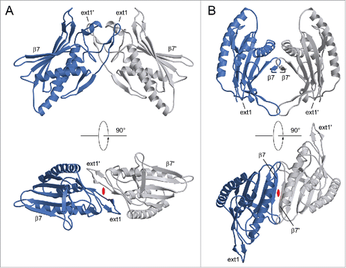 Figure 5. Lattice contacts of the ATG101 crystal structure with possible significance for oligomeric assemblies. Interface #1 (A) involves one of the insertions to the MAD2 fold (ext1) and has a pronounced hydrophobic character, whereas #2 (B) is dominated by hydrogen bonds mostly formed by the C-terminal strand β7. Interacting molecules are related by crystallographic 2-fold axes (indicated in red).