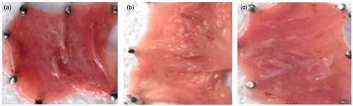 Figure 4. Evidence for the protective effect of nizatidine microballoons in rats treated with ethanol, (a) control group showing normal gastric integrity (b) nizatidine solution–treated group (100 mg/kg) (c) Nizatidine-loaded microballoons–treated group.