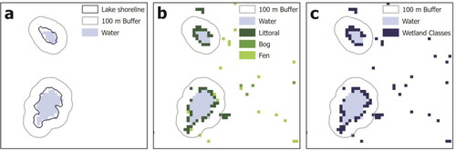 Figure 2. Schematic for lake wetland fraction (LWF) calculation. (A) Engram, Walter Anthony, and Meyer (Citation2020) vector lake outline with a 100-m buffer and J. A. Wang et al. (Citation2019) water class. (B) 100-m buffer and J. A. Wang et al. (Citation2019) water, littoral, bog, and fen classes. (C) 100-m buffer and J. A. Wang et al. (Citation2019) water and combined wetlands classes. The two classes within the buffer in (C) are used to calculate LWF.