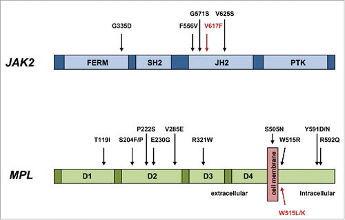 Figure 2. Novel activating mutations of JAK2 and MPL in triple-negative MPN. Those mutations indicated in red are the most frequently observed in MPN.