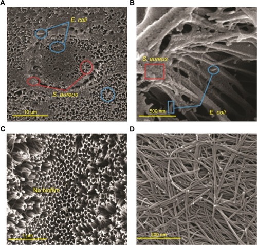 Figure 6 Surface SEM image of NSSM (A) 5.00 kx, (B) 200 kx, and NSSM-MWCNT (C) 30.00 kx and (D) 50.00 kx after biofilm assay.Abbreviations: E. coli, Escherichia coli; MWCNT, multi-walled carbon nanotube; NSSM, nanoporous solid-state membrane; SEM, scanning electron microscopy; S. aureus, Staphylococcus aureus.