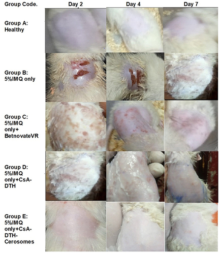 Figure 13 Progression of psoriasis in all five groups on days 2.4 and 7.
