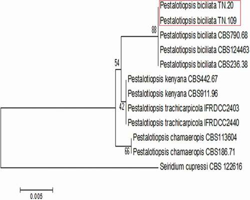 Fig. 3 Phylogenetic tree obtained from combined ITS and tef1-α sequence data of Pestalotopsis biciliata. Bootstrap support values (%) from 1000 replications are shown at the nodes. The scale bar indicates 0.005 substitutions per site. The tree is rooted to Seiridium cupressi CBS122616.
