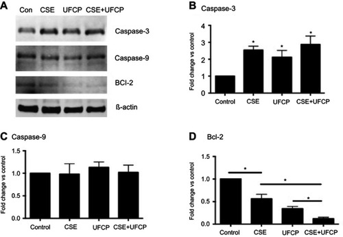 Figure 6 Immunoblotting of caspase-3, caspase-9 and Bcl-2. BEAS2B cells were exposed to 10% cigarette smoke extract (CSE) and/or ultrafine carbon particle (UFCP) for 24 hrs. Cells were harvested with cell lysis buffer and subjected for immunoblotting as described in the methods. (A) Representative image of the immunoblotting. (B) Semi-quantification of caspase-3. *p<0.05 compared to control. (C) Semi-quantification of caspase-9. (D) Semi-quantification of Bcl-2. *p<0.05.