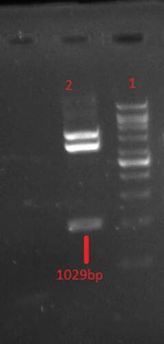 Figure 2. Double restriction digestion analysis of pPICZαA-EBV with XhoI/XbaI restriction enzymes. Line1: 1Kb DNA Ladder, Line 2 digested recombinant plasmid.