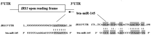 Figure 6. The two probable binding sites on the bovine IRS1 3’UTR for bta-miR-145. Matching bases were displayed with shadow.