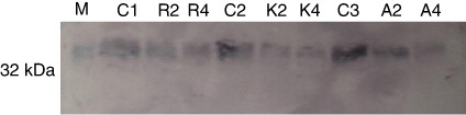 Figure 5. Effect of drought stress on D1 protein of the PSII reaction center complex determined by Western blot analysis. M, marker; C1, control var. RMG 268; C2, control var. K-851; C3, control var. Anand. R2; stress var. RMG 268 Day 2; R4, stress var. RMG 268 Day 4; K2, stress var. K-851 Day 2; K4, stress var. K-851 Day 4; A2, stress var. Anand Day 2; A4, stress var. Anand Day 4.