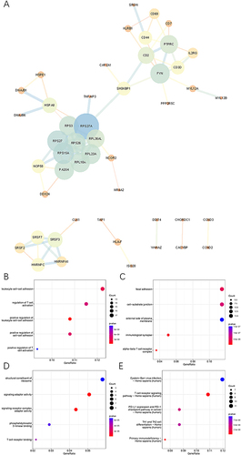 Figure 2 Functional enrichment of CD8 Tex-related genes. (A) PPI network of CD8 Tex-related genes. (B–D) GO enrichment analyses of CD8 Tex-related genes in BP terms (B), CC terms (C) and MF terms (D). (E) KEGG enrichment analyses of CD8 Tex-related genes.