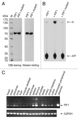 Figure 1. Characterization of PIF1. (A) SDS-PAGE of the purified PIF1 and PIF1K234A mutant. Ten micro grams of purified PIF1 and PIF1K234A mutant were loaded on 8% polyacrylamide gel followed by Coomassie brilliant blue R-250 staining and western blotting with an anti-PIF1 antibody. (B) ATPase activity of human PIF1 protein and PIF1K234A mutant. ATPase activities were assayed under standard reaction conditions using M13 mp18 ssDNA (3.8 μM in nucleotides) and without PIF1, with PIF1 (140 nM) or PIF1K234A mutant (140 nM) at 30 °C for 10 min. (C) Expression of PIF1. The expression of PIF1 mRNA was analyzed using RT-PCR and cDNAs from various human tissues. The expression of G3PDH mRNA was independently assayed as a control.