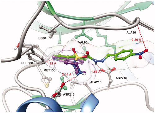 Figure 2. Representation of ROCK (PDB code: 2ESM) with the co-crystallized isoquinoline inhibitor fasudil (1) (magenta) and best interaction mode of LASSBio-1524 (2) (green) obtained through docking studies.