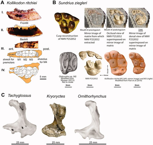 Figure 5. Cretaceous monotremes. A, Holotype of Kollikodon ritchiei (AM F96602). Lateral views of the mandible with frontlit (I) and backlit (II) lighting. Occlusal views of the dentary (III) and maxilla (IV). B, Images of Sundrius ziegleri (NMV P252052) modified from Rich, Flannery, & Vickers-Rich (Citation2020) showing the M2 occlusal view in comparison with other genera modified from Musser (Citation2013) and Pian et al. (Citation2016). C, Holotype of Kryoryctes cadburyi (centre; NMV P208094) compared with humeri from Tachyglossus aculeatus and Ornithorhynchus anatinus modified from Pridmore et al. (Citation2005).