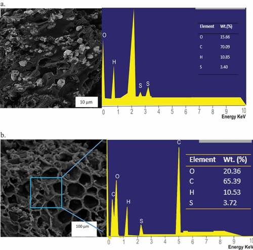 Figure 4. SEM and EDX analysis on carbonized AWC (a) before (b) after activation