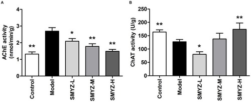 Figure 4 Effect of SMYZ on the activities of AChE and ChAT in the hippocampus of scopolamine-treated rats.