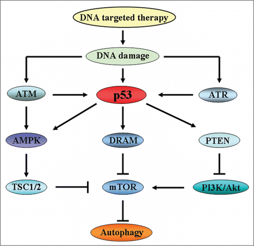 Figure 2. The signaling pathways of autophagy induced by DNA damage. In response to DNA damage, ATM regulates autophagy through signaling of AMPK and TSC1/2. Meanwhile, ATM and ATR also activate p53 to induce the activation of autophagy. p53 plays an important role in autophagy regulation. On one hand, p53 positively activates AMPK and DRAM to inhibit mTOR which is an inhibitor of autophagy, thereby inducing autophagy activation. One the other hand, p53 activates PTEN, a repressor of PI3K/Akt, to inhibit mTOR and induces autophagy initiation.